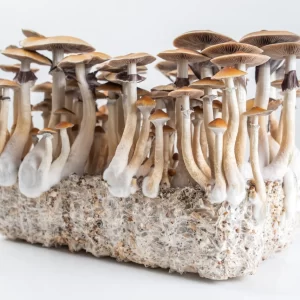 magic-mushrooms-growkit